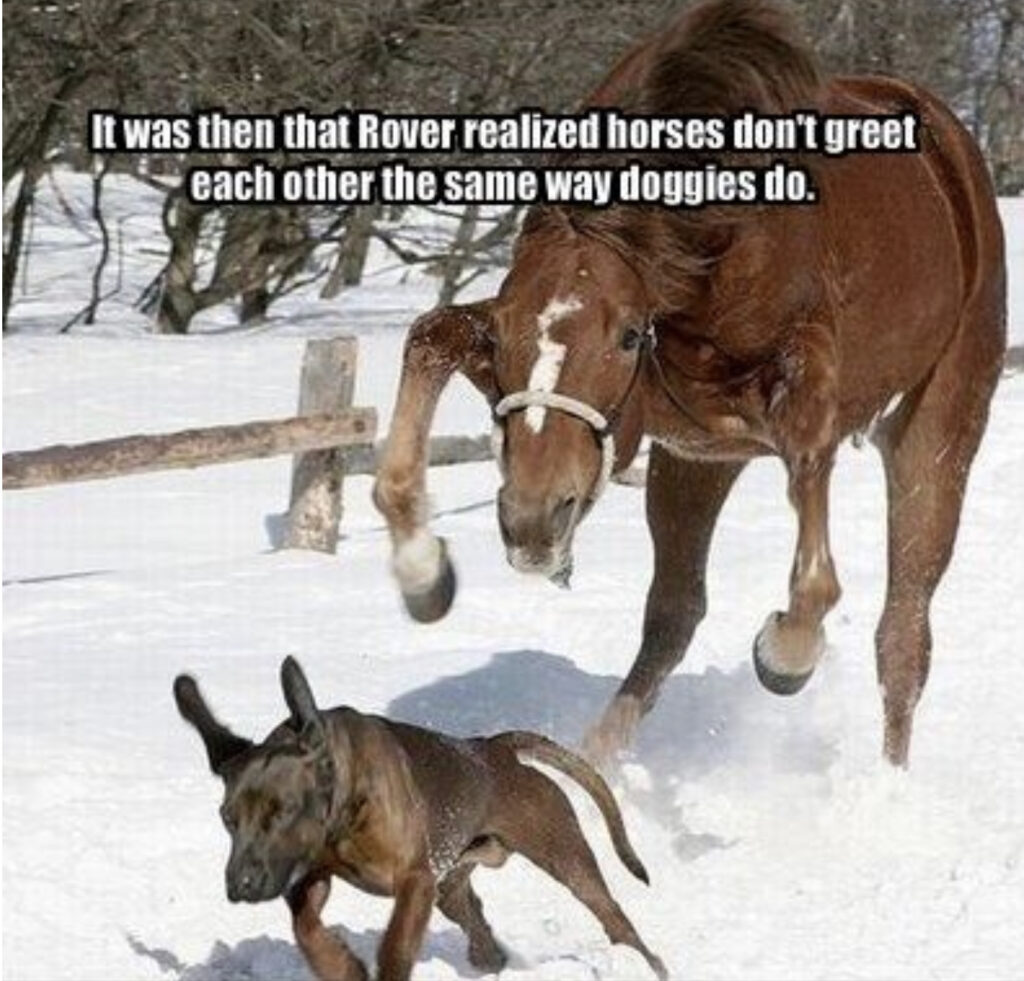 For The Love Of The Horse Can t We All Just Get Along The Basic Horse Girl
